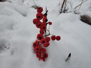 2021年的第一场雪