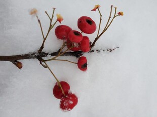 2021年的 第一场雪