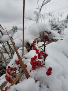 2021年的 第一场雪