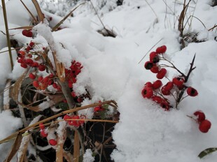 2021年的 第一场雪