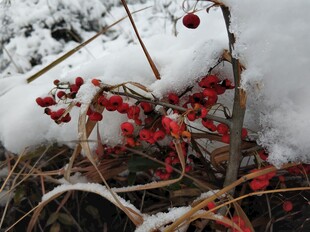 2021年的 第一场雪