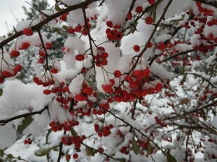 2021年的第一场雪