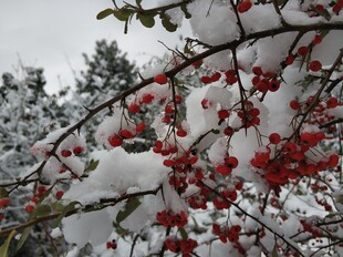 2021年的第一场雪