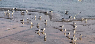 海滩上群集的可爱小鸟
