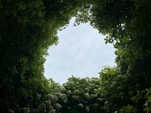 透过绿植望天空