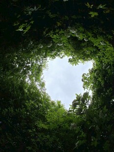 仰视林间天空绿意盎然