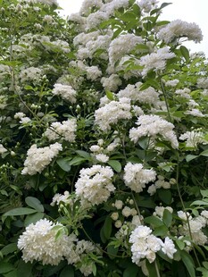 繁茂白色绣球花绽放