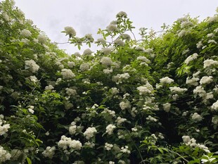 繁茂白花盛开的绿植景观