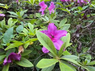 盛开的紫色杜鹃花