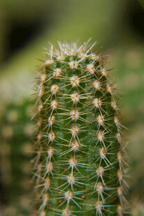 带刺的绿色仙人掌特写