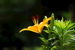 黄色萱草花特写