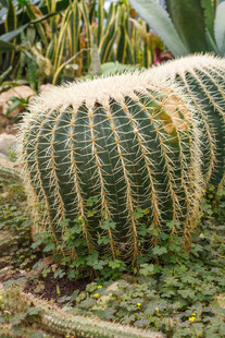 球形仙人掌的自然姿态