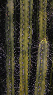 柱状仙人掌特写
