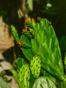 带红果的翠绿仙人掌