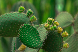 翠绿仙人掌绽放黄色小花