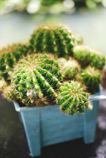 蓝色花盆中的可爱仙人球