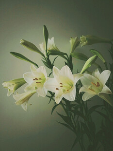 清新白色百合花绽放