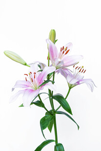 优雅淡粉百合花绽放