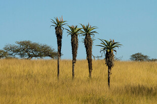 草原上的几株高大树木