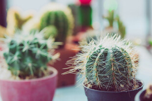 可爱仙人掌盆栽展示