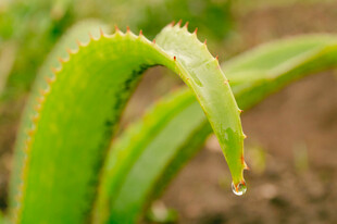 芦荟叶片上的晶莹水珠