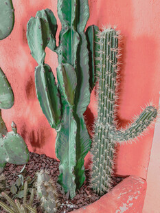 多彩仙人掌盆栽展示