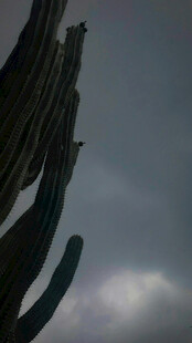 高耸仙人掌与阴沉天空