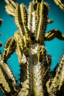 形态独特的仙人掌