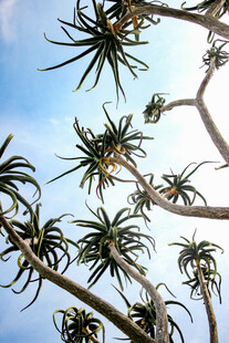 蓝天映衬下的奇特树木