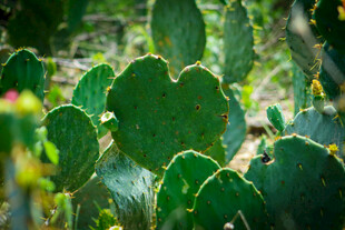 翠绿仙人掌的生机瞬间