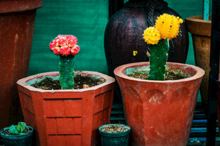 两盆多彩仙人掌盆栽