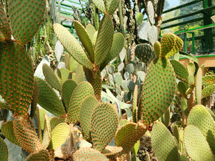 奇特多肉植物特写