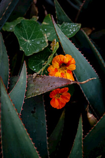 绿叶间的橙红色小花