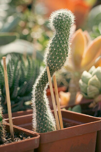 可爱仙人掌盆栽展示