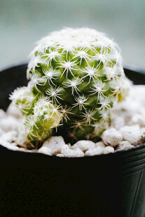 小巧可爱的盆栽仙人球