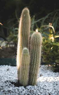 室内仙人掌植物景观