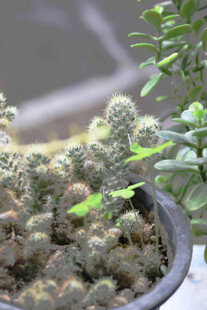 盆栽多肉植物特写