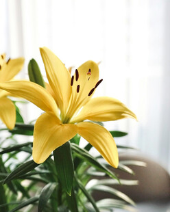 黄色百合花特写