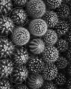 黑白球状物体集合