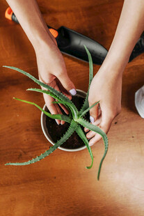 双手呵护绿植盆栽