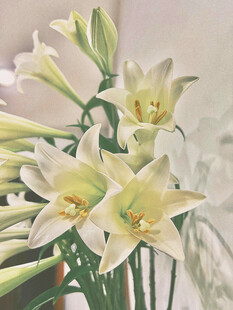 清新白色百合花