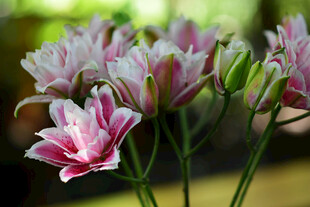 粉色优雅百合花绽放