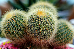 可爱仙人球盆栽