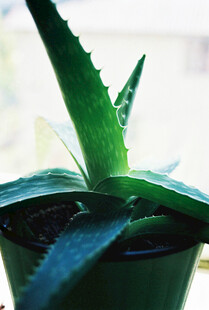 绿色芦荟盆栽特写