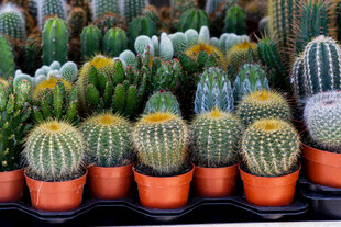 多彩仙人掌盆栽展示