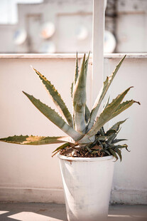 白色花盆中的芦荟植物