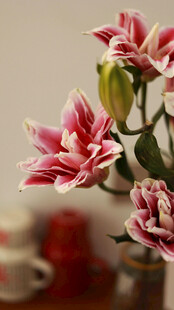 粉色雅致百合花插于瓶中