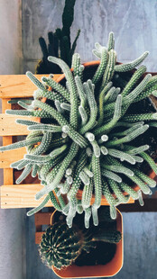 桌上的多株仙人掌植物