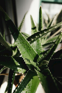 翠绿芦荟叶片特写