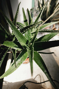 翠绿芦荟植物特写